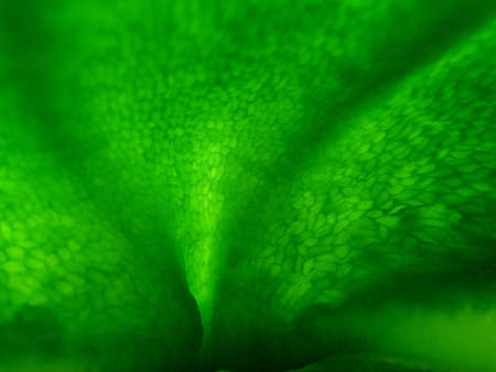 macro of the inside of a green pepper