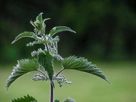 close-up of a nettleの写真素材