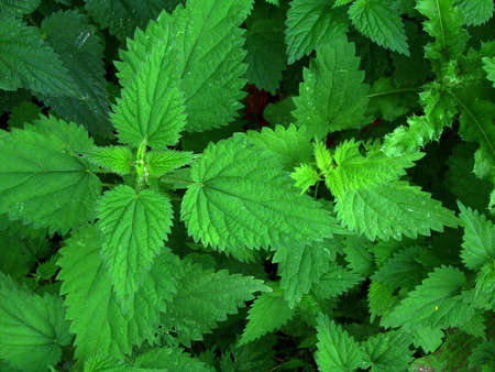 Close up of stinging nettles for use as background texture