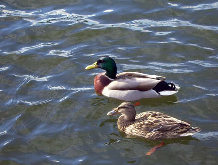 A pair of mallard ducks swimming