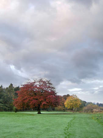 Autumn leaf colours on a golf courseの写真素材