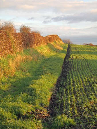 A field hedge boundary in late afternoon Autumn sunの写真素材