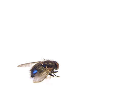 clos-up of a flyの写真素材