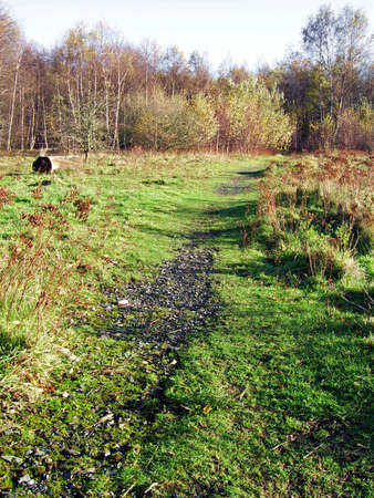 A path leading to a wooded areaの写真素材