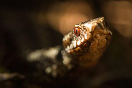 Female common European viper crawling in a warming sun set in spring.の写真素材