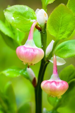 Blooming blueberry in the forest in Mayの写真素材