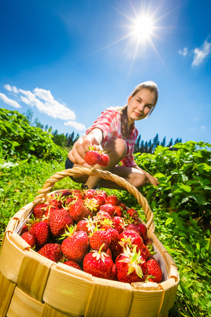 Girl picking fresh strawberries in strawberry fieldの写真素材