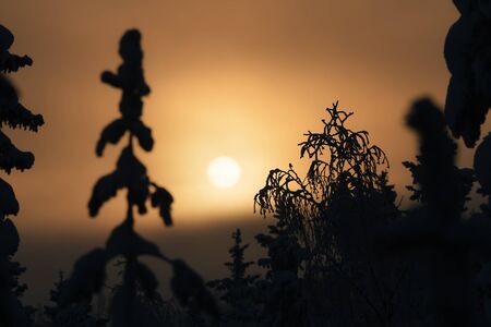 Beautiful sunset in snowy forest in christmas time
