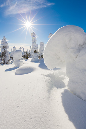 Frozen heavy snow on trees in beautiful landscape in Laplandの写真素材