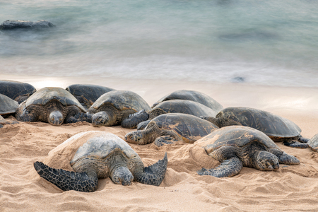 Green sea turtles having a restful sleep on Ho'okipa beach serenaded by the lullaby of the sea.の写真素材