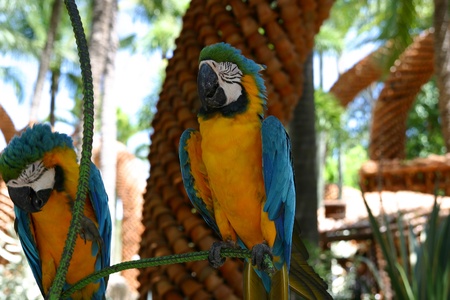 double parrotの写真素材