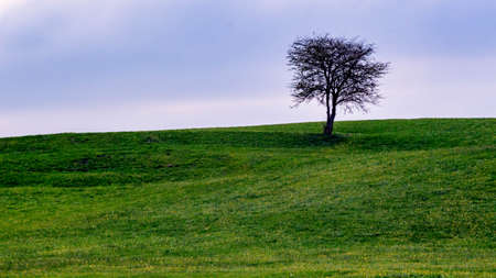 Konifaehreの写真素材