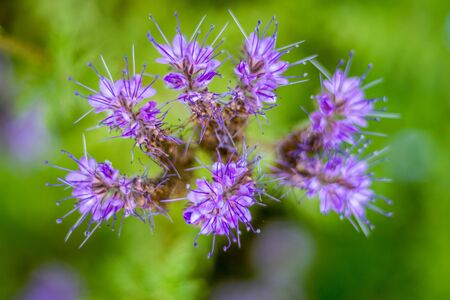 Lacy phacelia autum flower purple