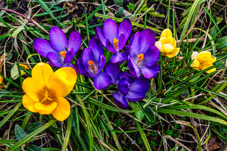 Crocus Flower in Springtime