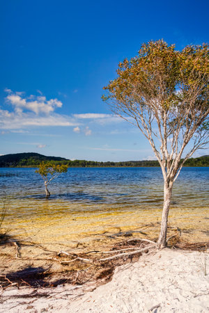 Australia Beach Gold Coast Treeの写真素材