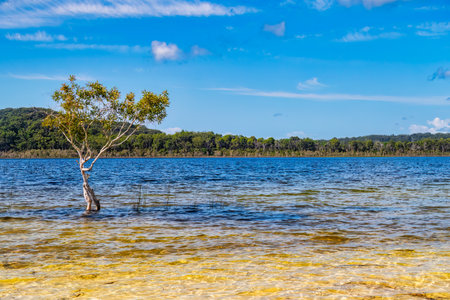 Australia Golden Coast Lagoon Treeの写真素材
