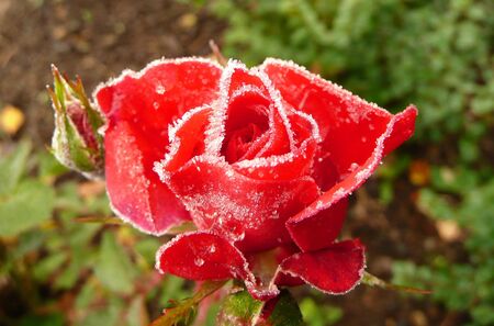 Frosty queenの写真素材