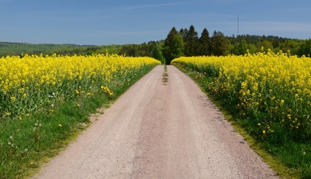 Country farm road between rapeseed meadow の写真素材