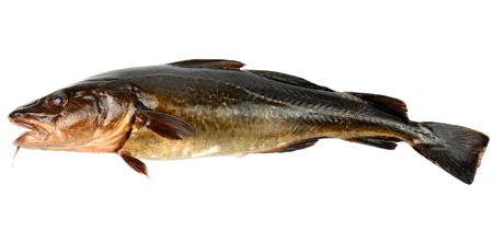 Single brown cod isolated on white background の写真素材