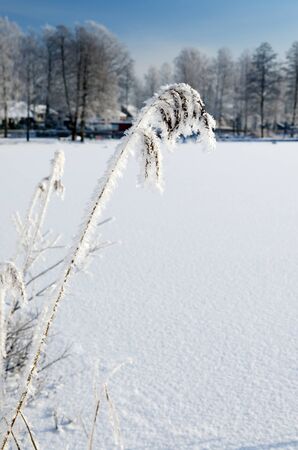 Single reed covered by hoarfrostの写真素材