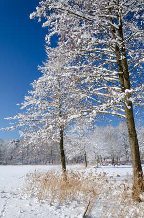 Winter on lake coastの写真素材
