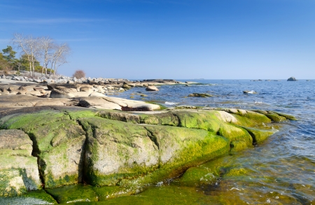 Swedish spring sea coast in green colorsの写真素材