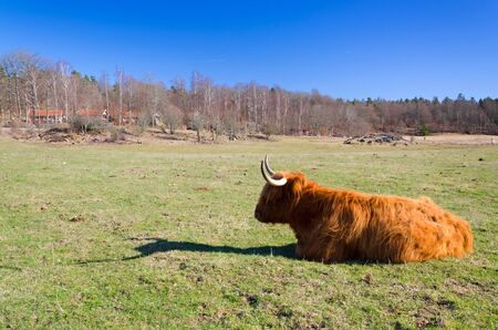 Highland cattle cow laying in grassの写真素材