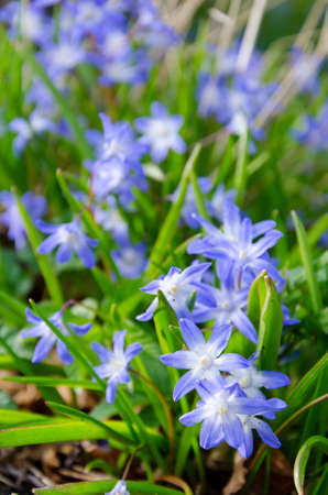 Swedish blue flowers in spring seasonの写真素材