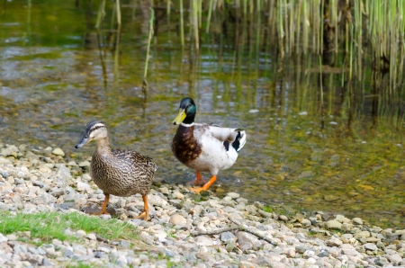 A pair of European duck near the pondの写真素材