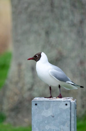 European black-headed seagull on a metal boxの写真素材