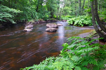 Swedish river hidden in forest