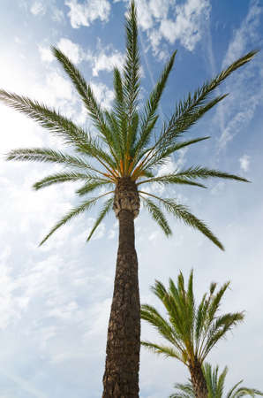 Tropical palms in sunny dayの写真素材