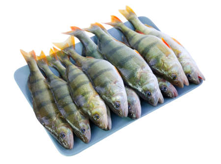 Fresh perch fishes on a plateの写真素材