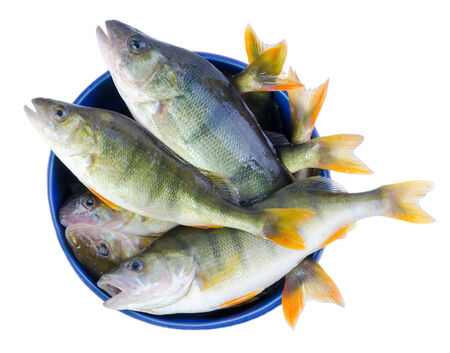 Fresh perch fishes in a bowlの写真素材