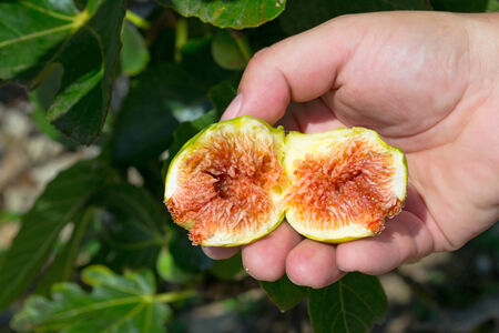 Fig fruit in handの写真素材