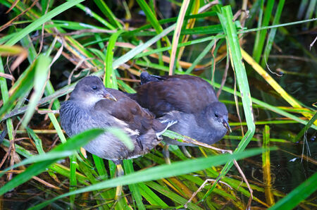 Two common moorhen in pond marshの写真素材