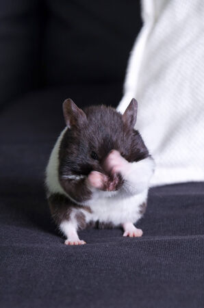 Syrian hamster wash himselfの写真素材