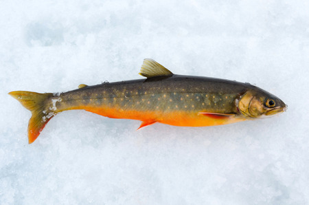 Arctic trout portraitの写真素材