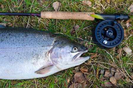 Rainbow trout like a fly fishing trophyの写真素材
