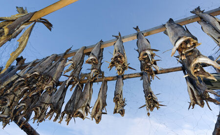 Drying cod fish in Norwayの写真素材