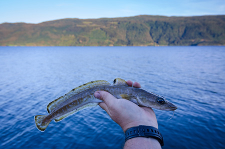 Ling fish in angler hand