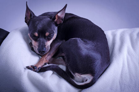 Pincher dog sleeping on sofaの写真素材