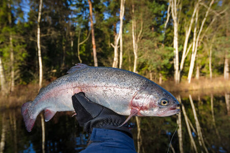 Late autumn trout trophyの写真素材