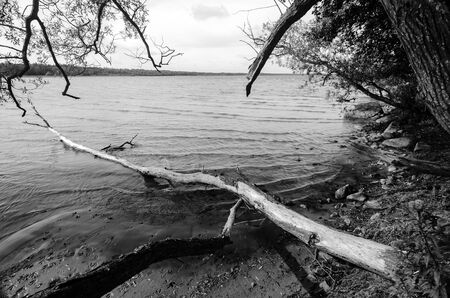 Old tree trunk in the lake in monochromeの写真素材