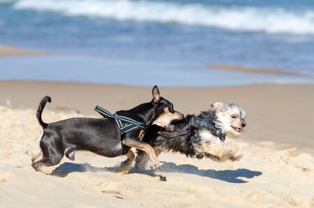 Small dogs running on the beachの写真素材