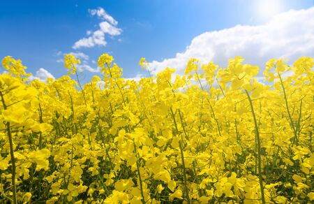 Sunny field of rape