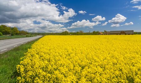 Road on the side of Swedish rape fieldの写真素材