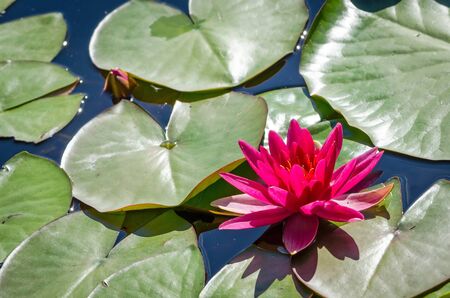 Beautiful red water lillyの写真素材
