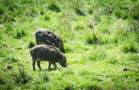 Wild boar calves on grass fieldの写真素材