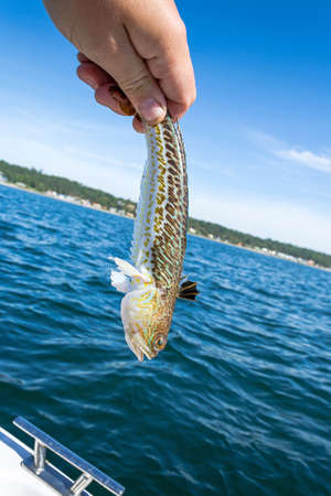 Angler holding poisonous Greater weever